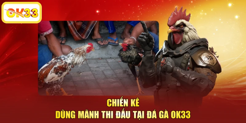 Chiến kê dũng mãnh thi đấu tại đá gà OK33